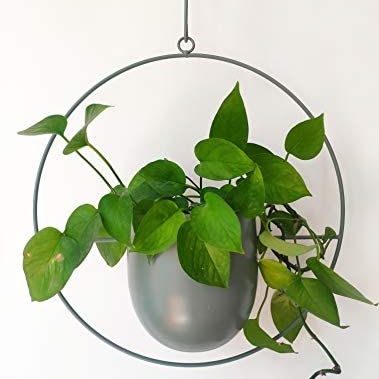 "Hanging Metal Hoop"